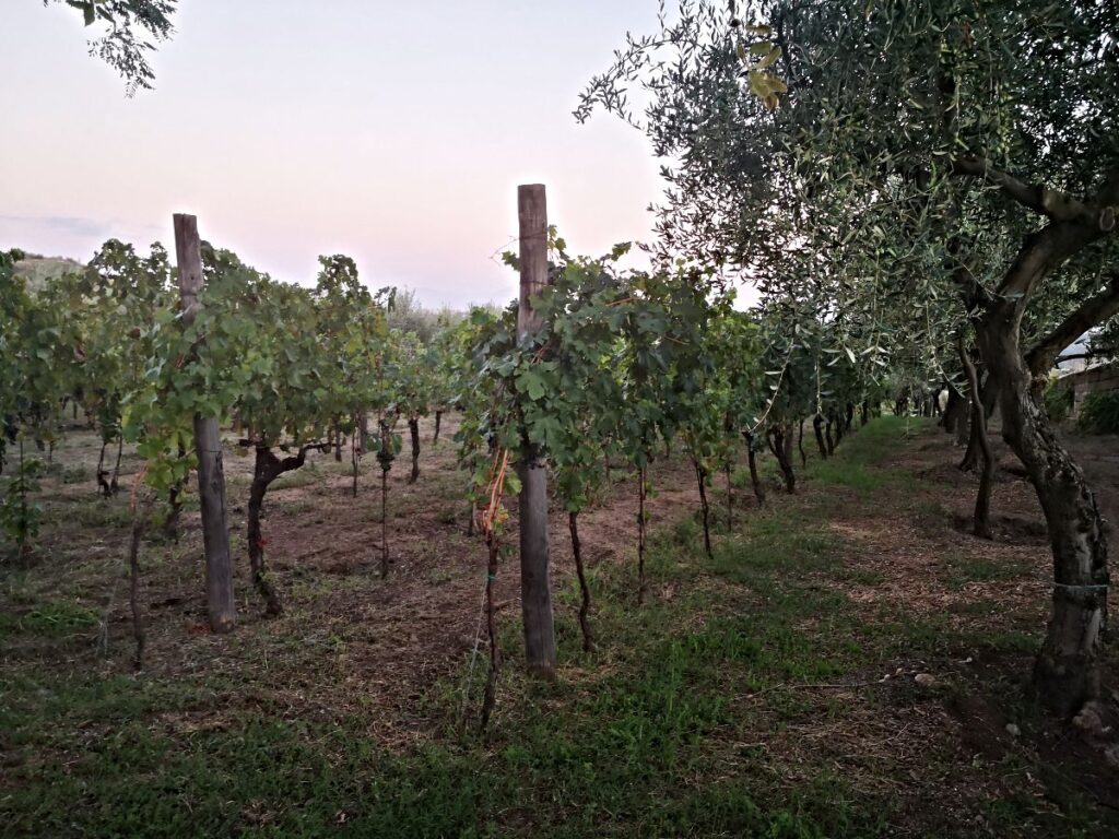 Vigna di Cantine Astroni